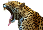 Скачать PNG картинку на прозрачном фоне Леопард зевает, вид сбоку
