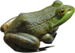 Скачать PNG картинку на прозрачном фоне Лягушка зеленая, вид сбоку