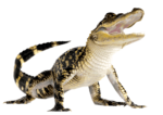 Скачать PNG картинку на прозрачном фоне Маленький крокодил, смотрит вперед с открытой пастью