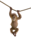 Скачать PNG картинку на прозрачном фоне Маленький орангутанг на веревке висит