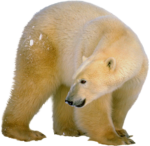 Скачать PNG картинку на прозрачном фоне Медведь оборачивается назад
