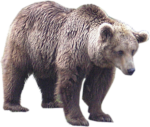 Скачать PNG картинку на прозрачном фоне Медведь, стоит смотрит