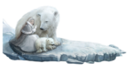 Скачать PNG картинку на прозрачном фоне Медведица с маленьким медвежонком и девушкой на льдине