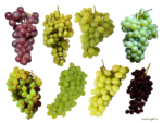 Скачать PNG картинку на прозрачном фоне Набор виноградных гроздей
