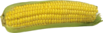 Скачать PNG картинку на прозрачном фоне Наполовину очищенная кукуруза