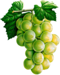 Скачать PNG картинку на прозрачном фоне Нарисованная гроздь белого винограда с листьями на ветке