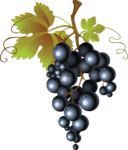 Скачать PNG картинку на прозрачном фоне Нарисованная гроздь черного винограда с листьями