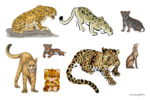 Скачать PNG картинку на прозрачном фоне Нарисованные леопарды набором