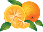 Скачать PNG картинку на прозрачном фоне Нарисованный апельсин с половинкой и долькой, с листьями