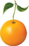 Скачать PNG картинку на прозрачном фоне Нарисованный апельсин с веточкой и двумя листиками, вид сбоку