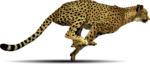 Скачать PNG картинку на прозрачном фоне Нарисованный гепард, бежит