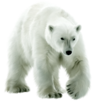 Скачать PNG картинку на прозрачном фоне Нарисованный медведь идет вперед