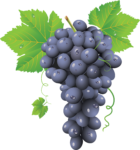 Скачать PNG картинку на прозрачном фоне Нарисованный синий виноград, гроздь с листьями