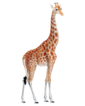 Скачать PNG картинку на прозрачном фоне Нарисованный жираф с вытянутой шеей