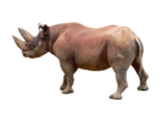 Скачать PNG картинку на прозрачном фоне Носорог стоит боком и смотрит влево