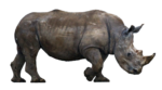 Скачать PNG картинку на прозрачном фоне Носорог вид сбоку