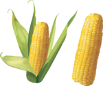 Скачать PNG картинку на прозрачном фоне Одна кукуруза очищенная рядом с наполовину очищенной