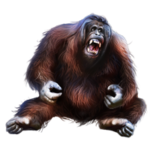 Скачать PNG картинку на прозрачном фоне Орангутанг, нарисованный, сидит, рычит
