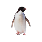 Скачать PNG картинку на прозрачном фоне Пингвин Адели