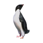 Скачать PNG картинку на прозрачном фоне Пингвин Адели смотрит вперед