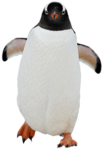 Скачать PNG картинку на прозрачном фоне Пингвин идет вперед