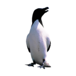 Скачать PNG картинку на прозрачном фоне Пингвин с черным клювом