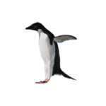 Скачать PNG картинку на прозрачном фоне Пингвин стоит боком