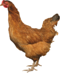 Скачать PNG картинку на прозрачном фоне Рыжая курица смотрит влево