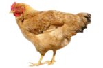 Скачать PNG картинку на прозрачном фоне Рыжая курица смотрит влево, стоит боком