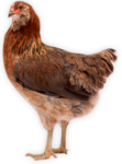 Скачать PNG картинку на прозрачном фоне Рыжая курица стоит боком и смотрит вперед