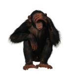 Скачать PNG картинку на прозрачном фоне Шимпанзе, сидит и закрывает глаза