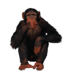 Скачать PNG картинку на прозрачном фоне Шимпанзе сидит с умным видом