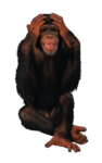 Скачать PNG картинку на прозрачном фоне Шимпанзе сидит взявшись лапами за головку