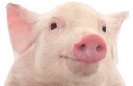 Скачать PNG картинку на прозрачном фоне Счастливая морда свиньи
