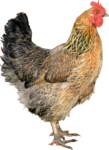 Скачать PNG картинку на прозрачном фоне Серая курица стоит боком и смотрит вправо