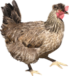 Скачать PNG картинку на прозрачном фоне Серая курица, вид сбоку, идет вправо
