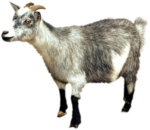 Скачать PNG картинку на прозрачном фоне Серо-белая коза, стоит боком, смотрит влево