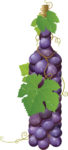 Скачать PNG картинку на прозрачном фоне Синий нарисованный виноград в виде бутылки