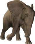 Скачать PNG картинку на прозрачном фоне Слон нарисованный бежит влево