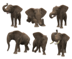 Скачать PNG картинку на прозрачном фоне Слон, нарисованный, набор