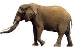 Скачать PNG картинку на прозрачном фоне Слон, стоит боком, смотрит влево