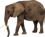 Скачать PNG картинку на прозрачном фоне Слон, вид сбоку png