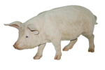 Скачать PNG картинку на прозрачном фоне Свинья, поросенок, статуэтка