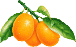 Скачать PNG картинку на прозрачном фоне Три нарисованных апельсина на ветке с листьями
