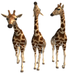 Скачать PNG картинку на прозрачном фоне Три нарисованных жирафа, вид спереди
