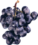 Скачать PNG картинку на прозрачном фоне Ветка черного винограда