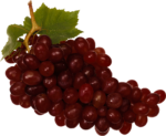 Скачать PNG картинку на прозрачном фоне Ветка красного винограда, гроздь с листьями