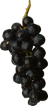 Скачать PNG картинку на прозрачном фоне Виноград черный, гроздь, вид сбоку