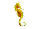 Скачать PNG картинку на прозрачном фоне Желтый морской конек, нарисованный