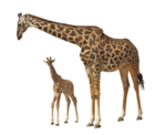 Скачать PNG картинку на прозрачном фоне Жираф и жирафенок вместе